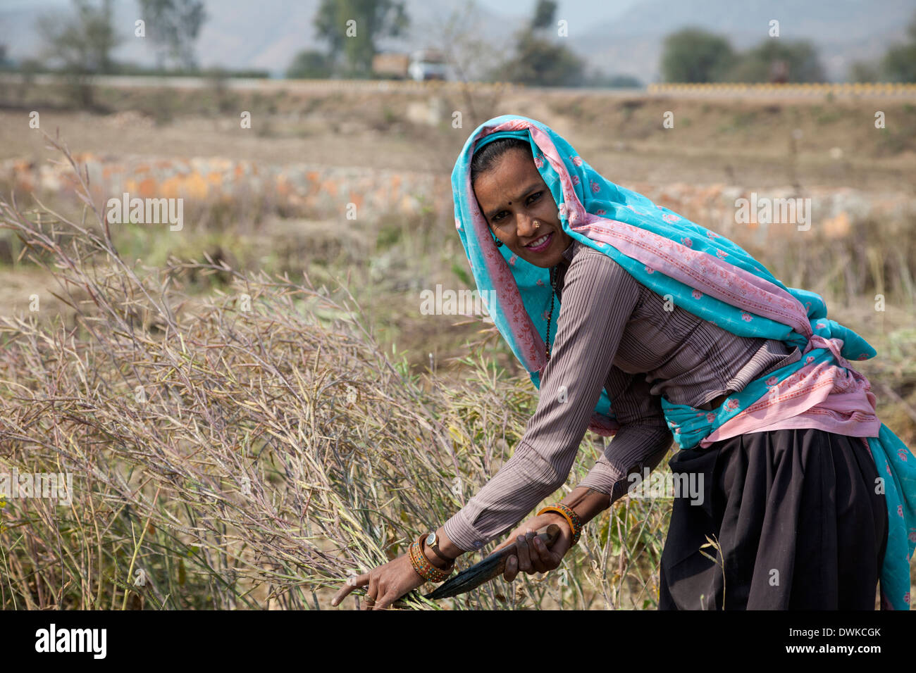 Rajasthan, India. Rajasthani Woman Harvesting Mustard Seeds Stock Photo