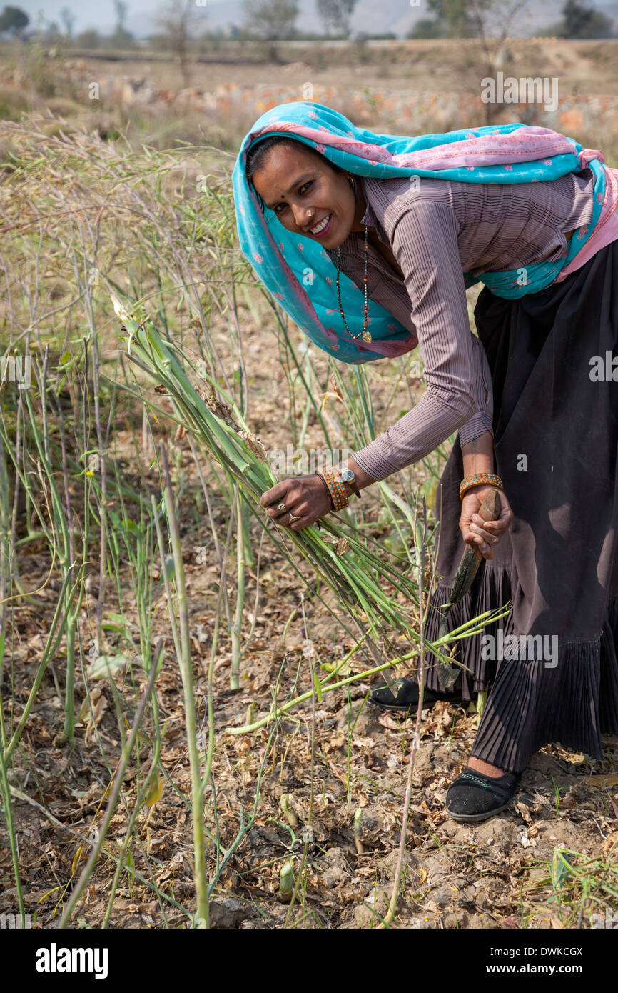 Rajasthan, India. Rajasthani Woman Harvesting Mustard Seeds Stock Photo