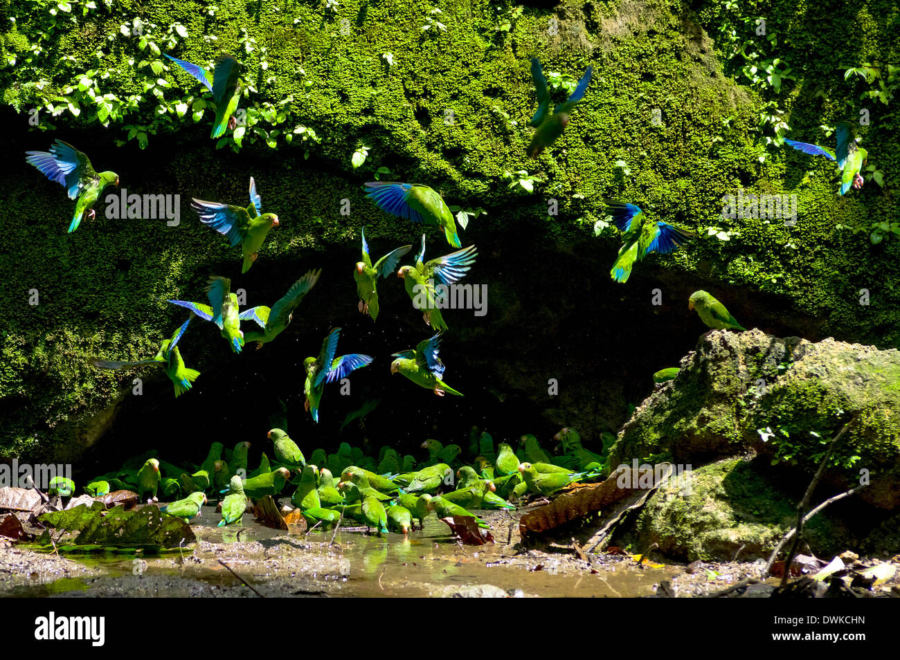 Parakeets in a clay licking cave, Yasuni Ecuador Stock Photo