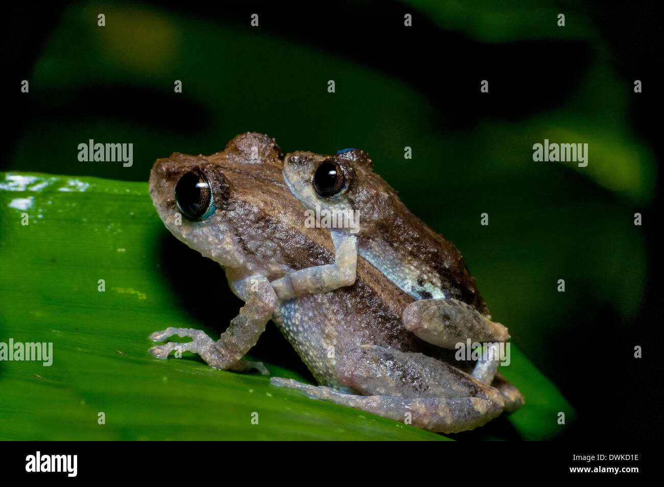 two frogs Ecuador tropical Amazon rainforest treefrog Stock Photo Alamy
