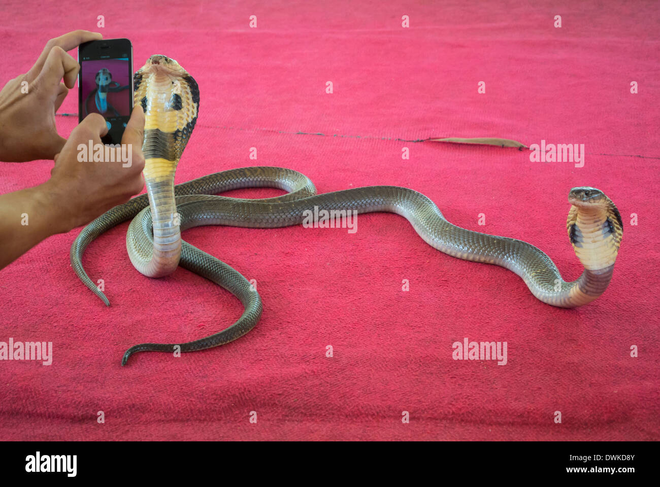 Snapping cobras with iphone Thailand Stock Photo