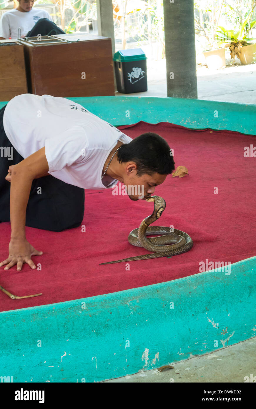 Cobra show kissing snake Stock Photo