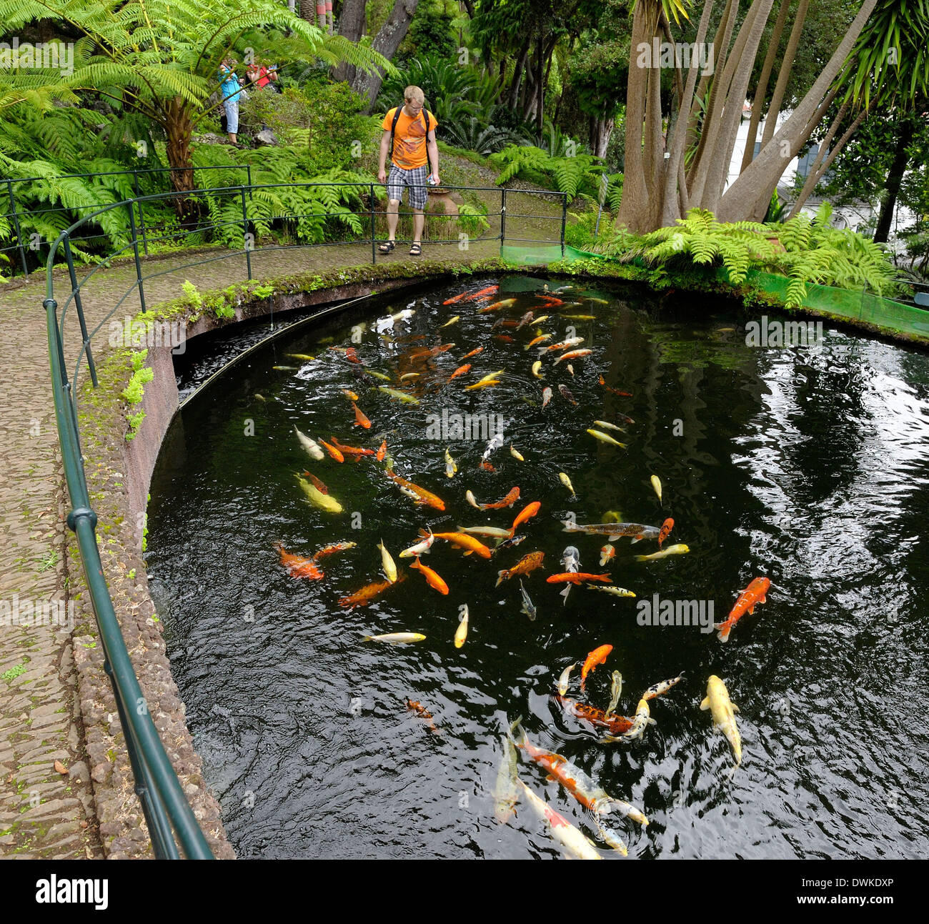Funchal Madeira Monte palace koi carp in the oriental tropical gardens