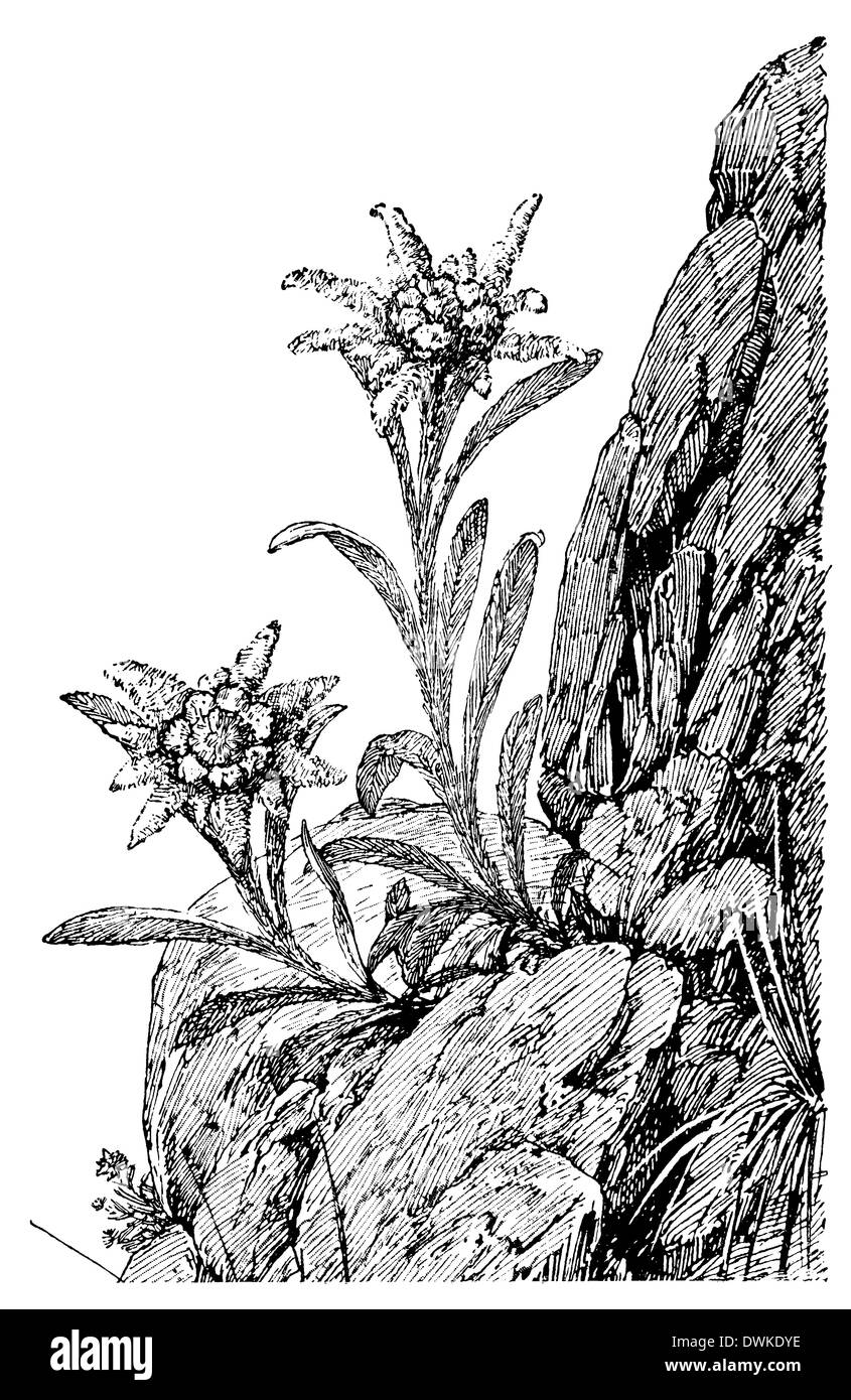 A Picture Is Showing Edelweiss, Also Known As Leontopodium Alpinum. This Is  A Well-known Mountain Flower, Belonging To The Asteraceae Or Sunflower  Family, Vintage Line Drawing Or Engraving Illustration. Royalty Free SVG,