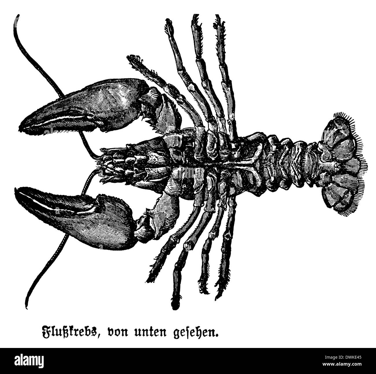Cray fish Black and White Stock Photos & Images - Alamy