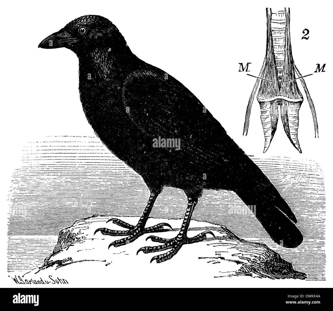 Ravens. 2) larynx, seen from the front with the singing muscles M Stock Photo