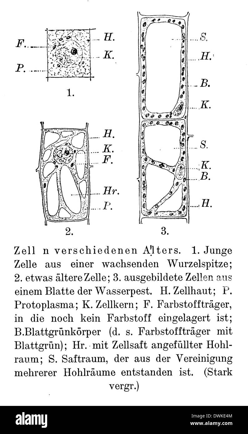 Plant cells of different ages Stock Photo