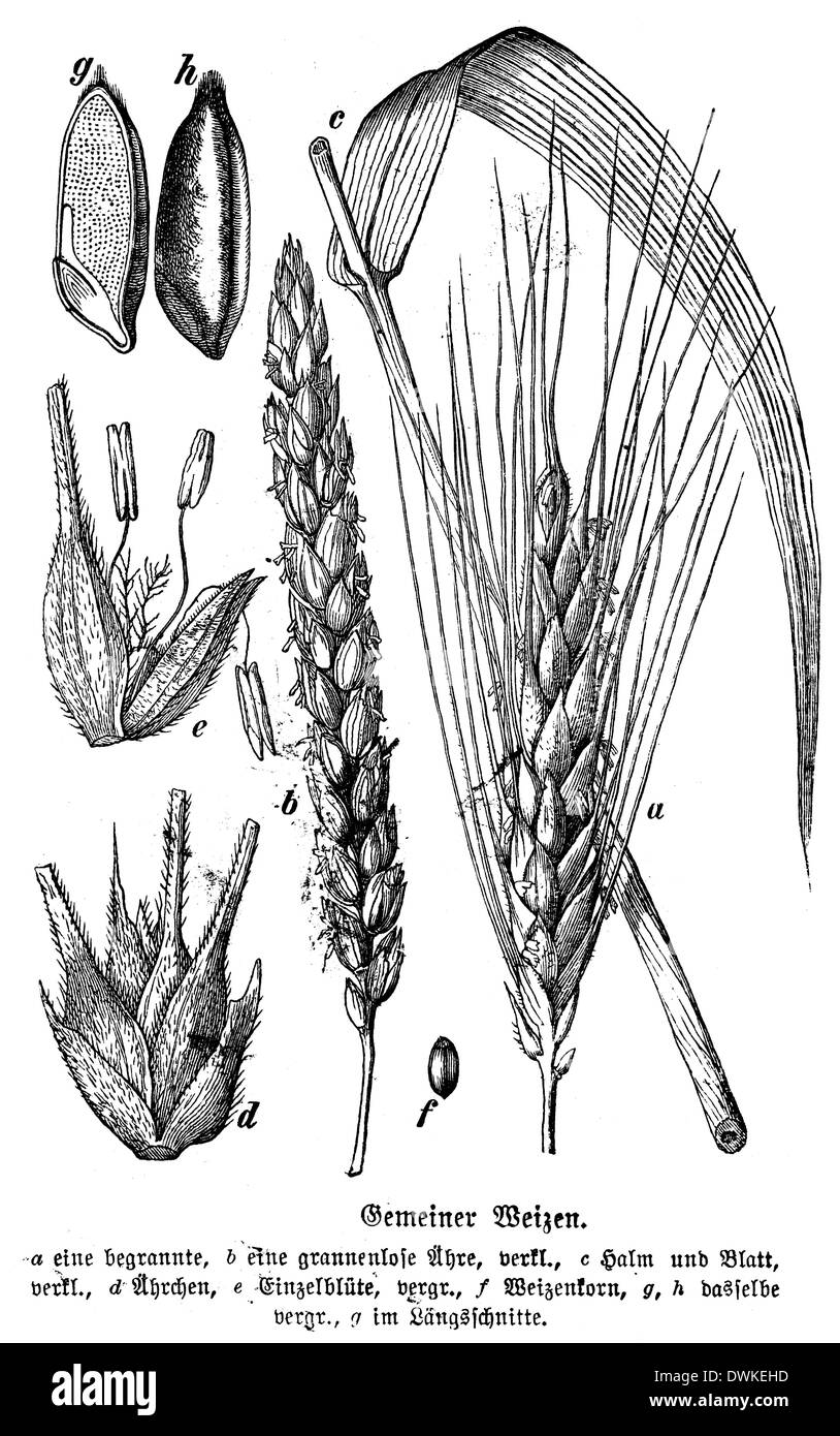 Плод зерновка. Плод зерновка строение. Triticum carthlicum. Плод семянка и зерновка. Плод кукурузы зерновка.