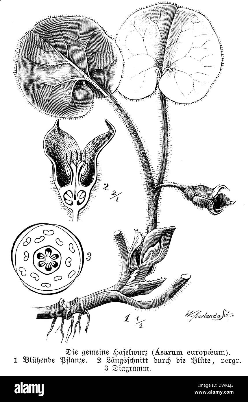 European Wild Ginger, hazelwort with flowers and flower diagram and longitudinal section through flower Stock Photo