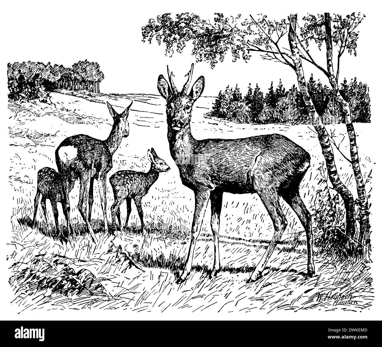 Deer: males, females and two juveniles Stock Photo