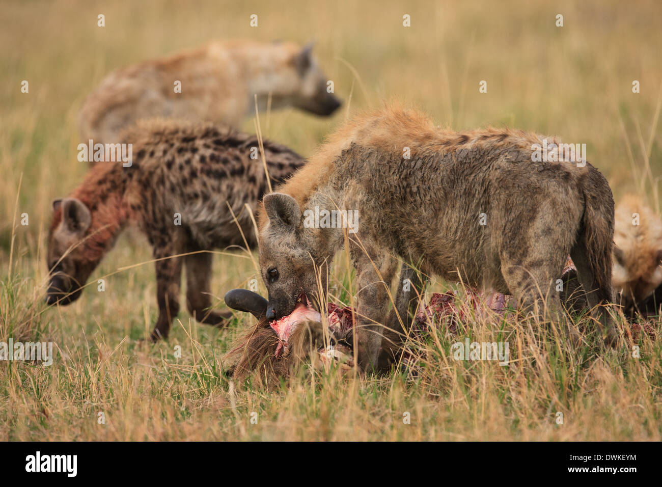 Hyena eating hi-res stock photography and images - Alamy