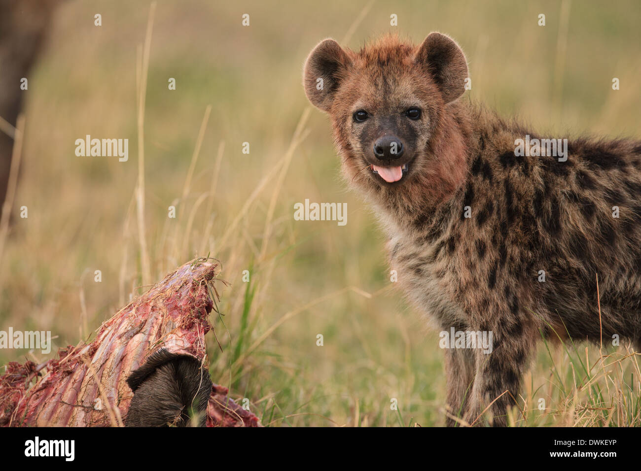 Spotted hyena eating wildebeest carcass hi-res stock photography and