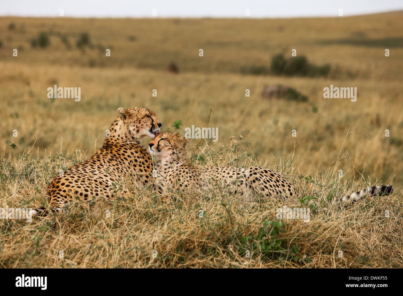 Cheetah with a cub Stock Photo Alamy