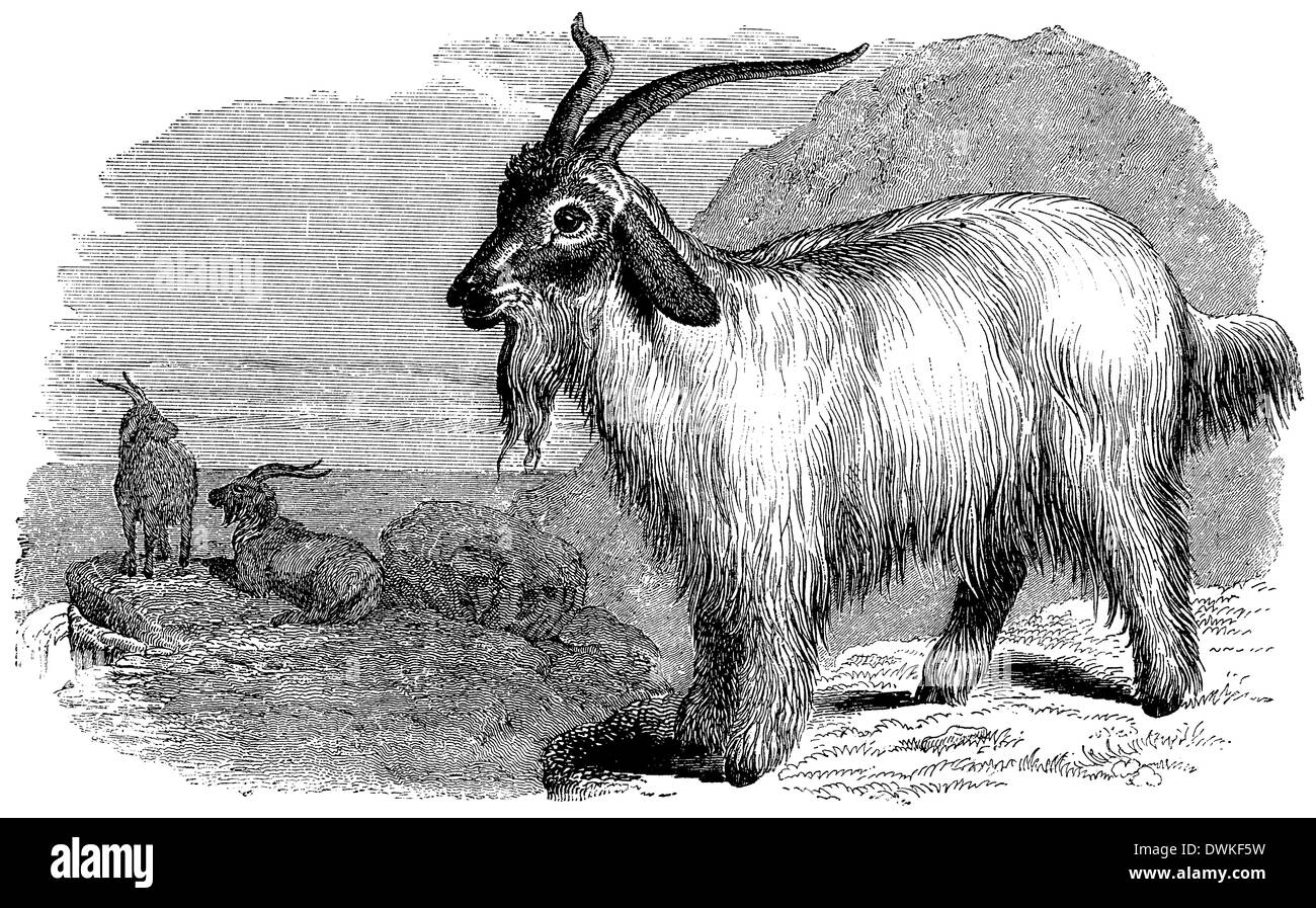 Cashmere goat Stock Photo