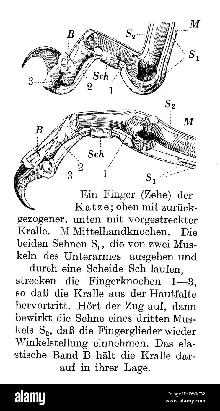 Domestic cat, claws Stock Photo Alamy