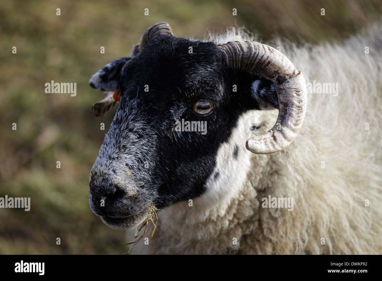 Close up of a sheep's head Stock Photo