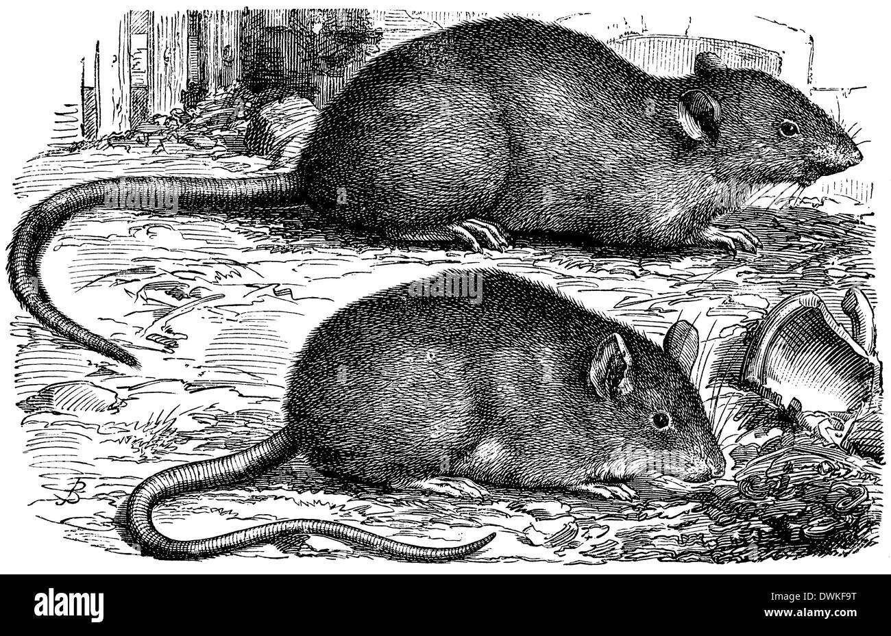 Black rat and brown rat Stock Photo