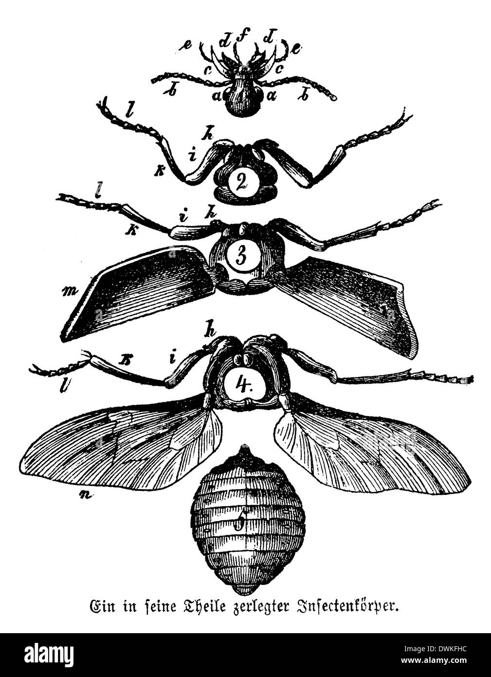 Insect body, dissected Stock Photo