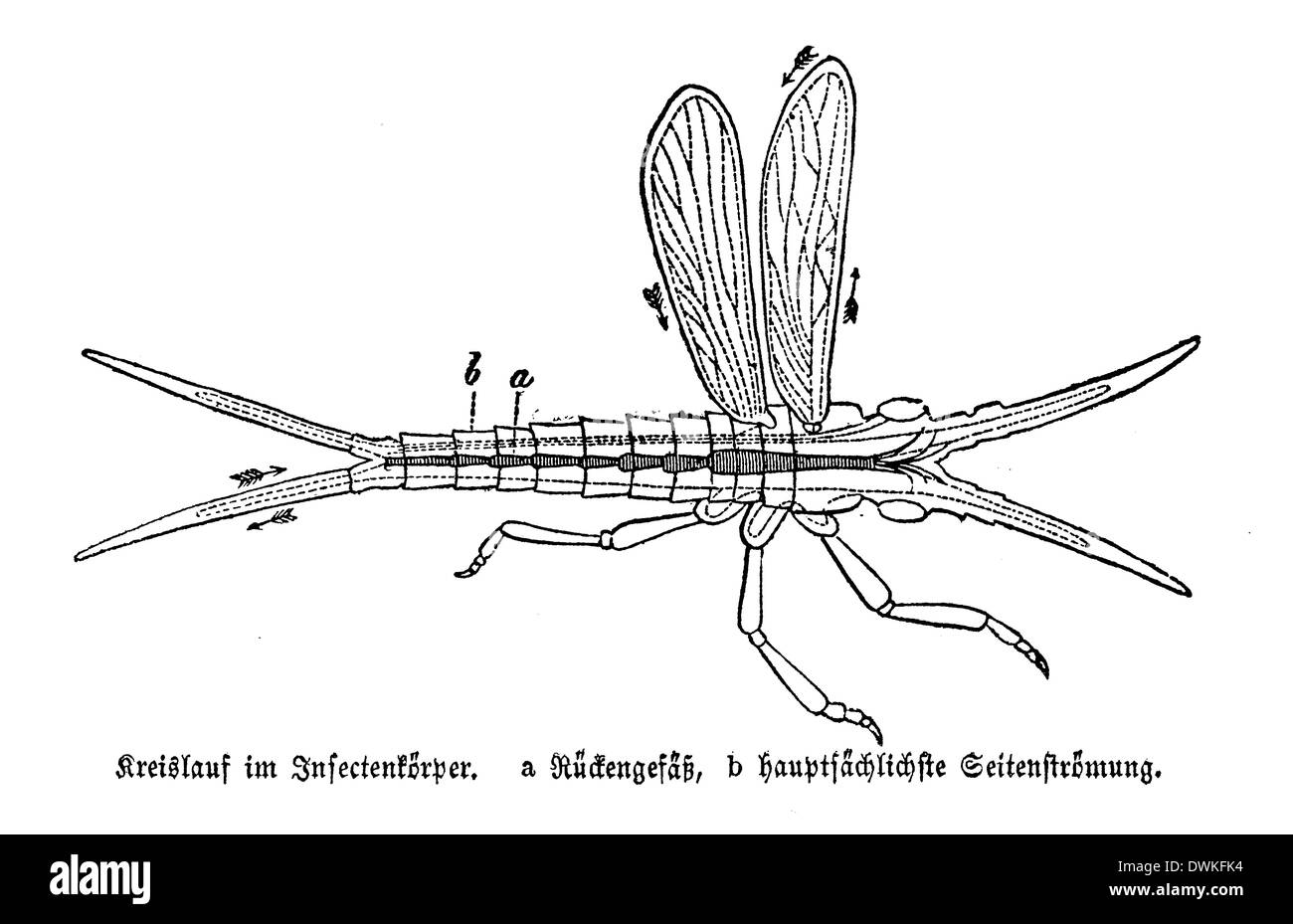 Insect body: circulatory Stock Photo