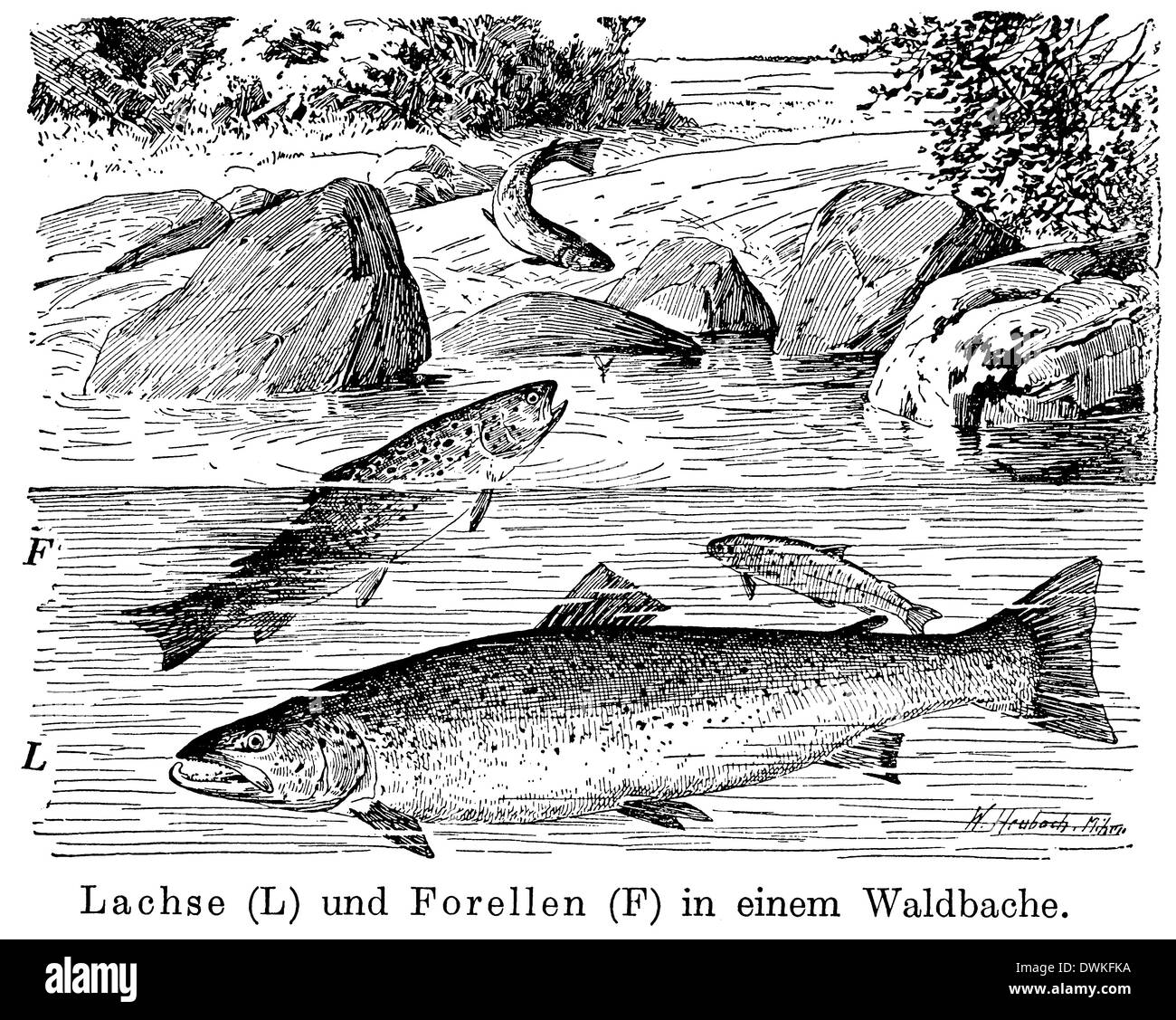 Salmon and trout Stock Photo Alamy