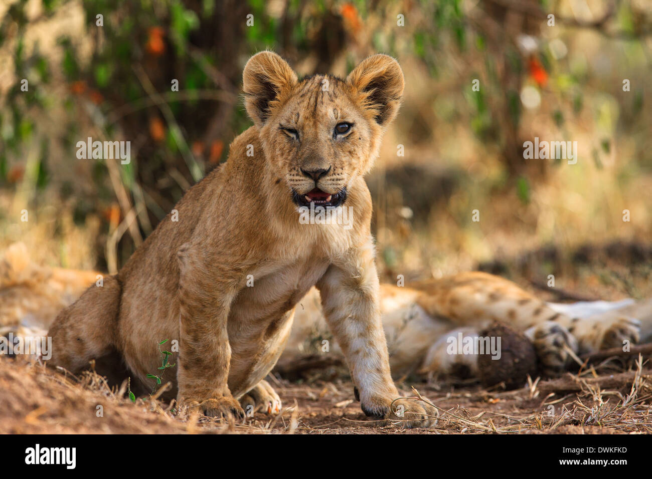 Winking lion cub Stock Photo - Alamy