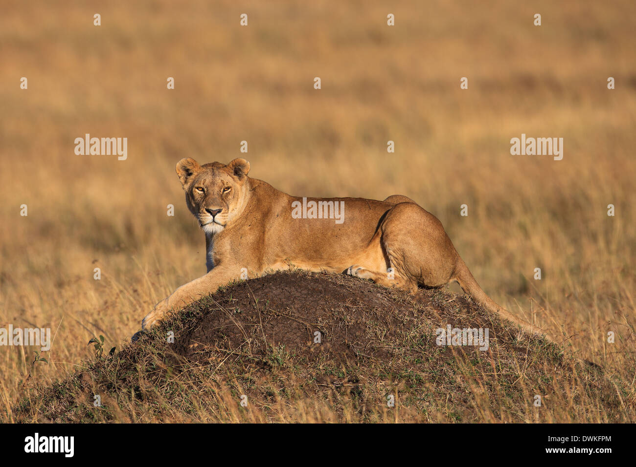 Resting lioness Stock Photo