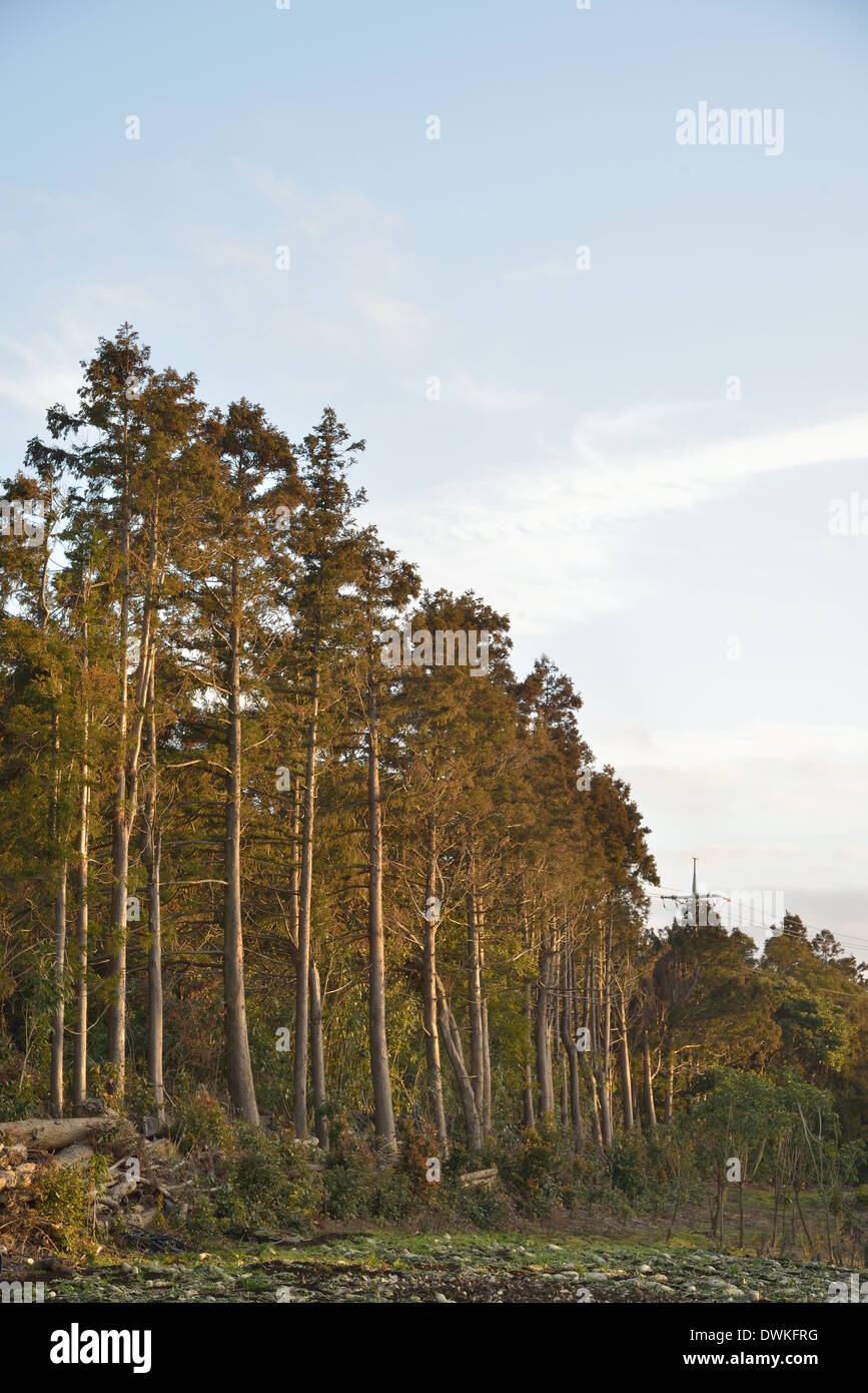 Trees in a row with Sunlight in field Stock Photo