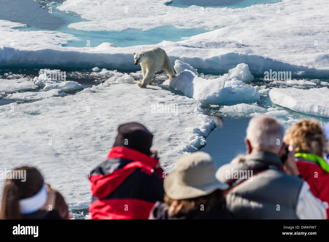 Guests from the Lindblad Expedition ship with polar bear (Ursus maritimus), Cumberland Peninsula, Baffin Island, Nunavut, Canada Stock Photo