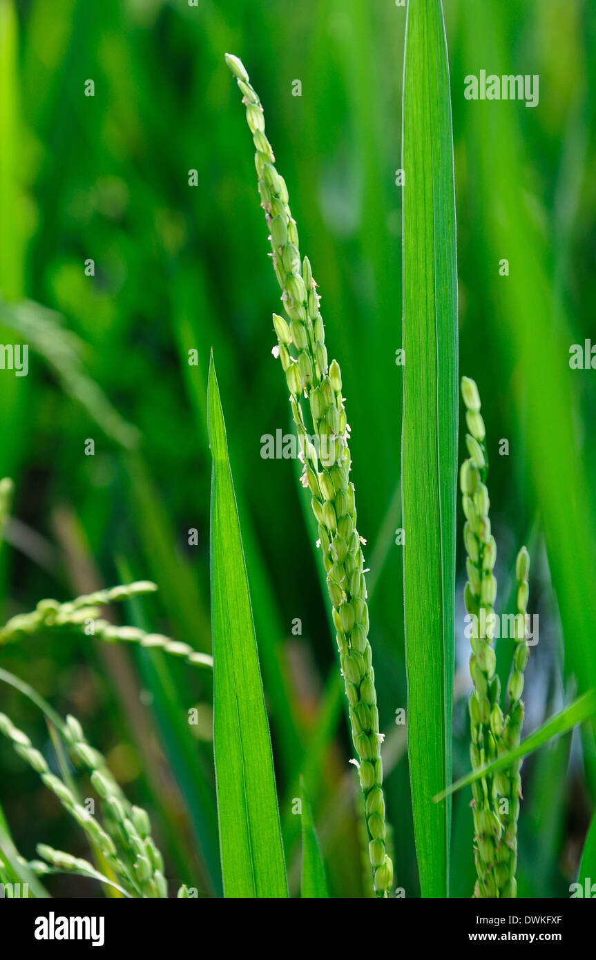 Rice grains, Tanjore, Tamil Nadu, India, Asia Stock Photo Alamy