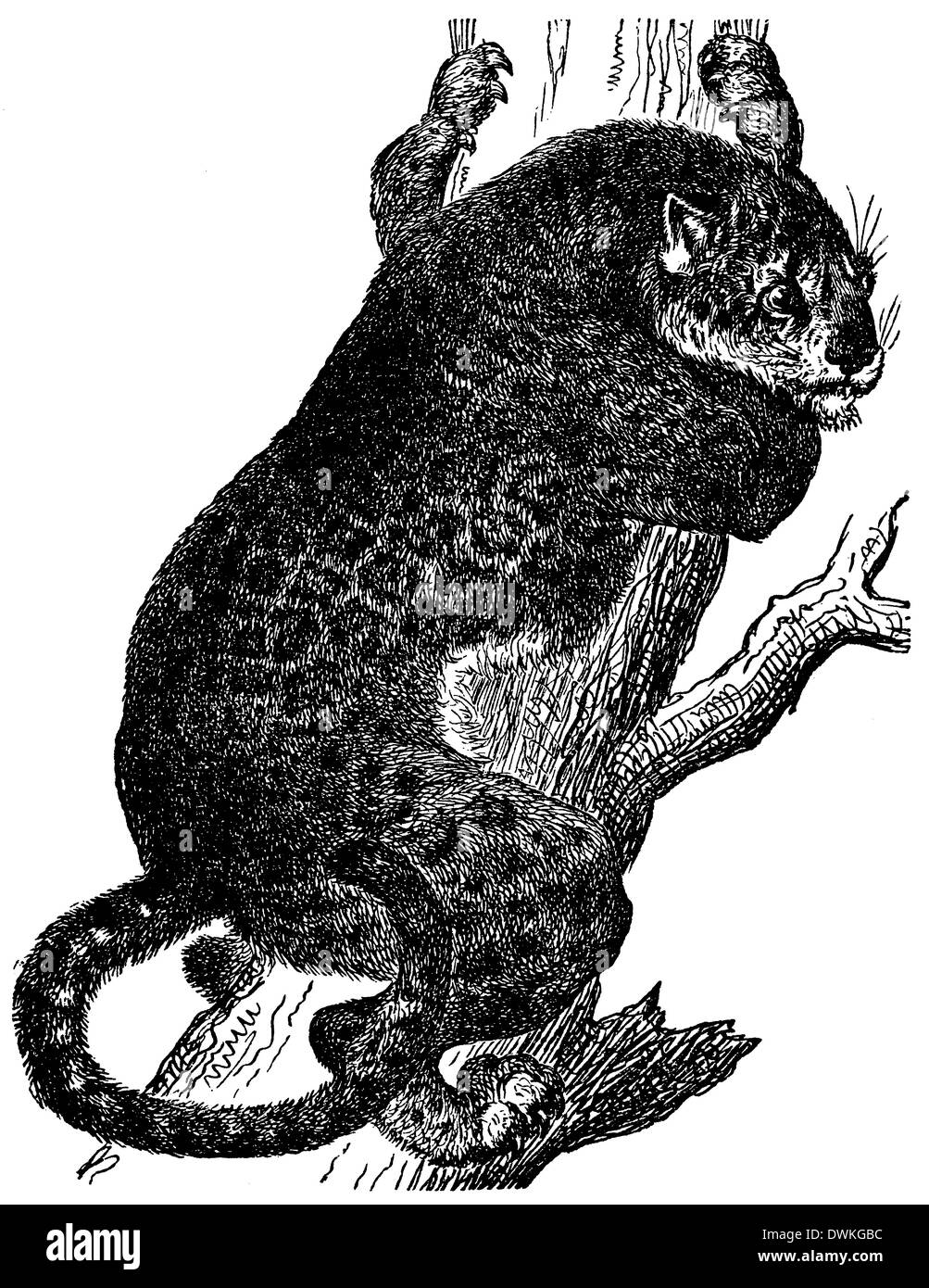 Vintage jaguar illustration hires stock photography and images Alamy