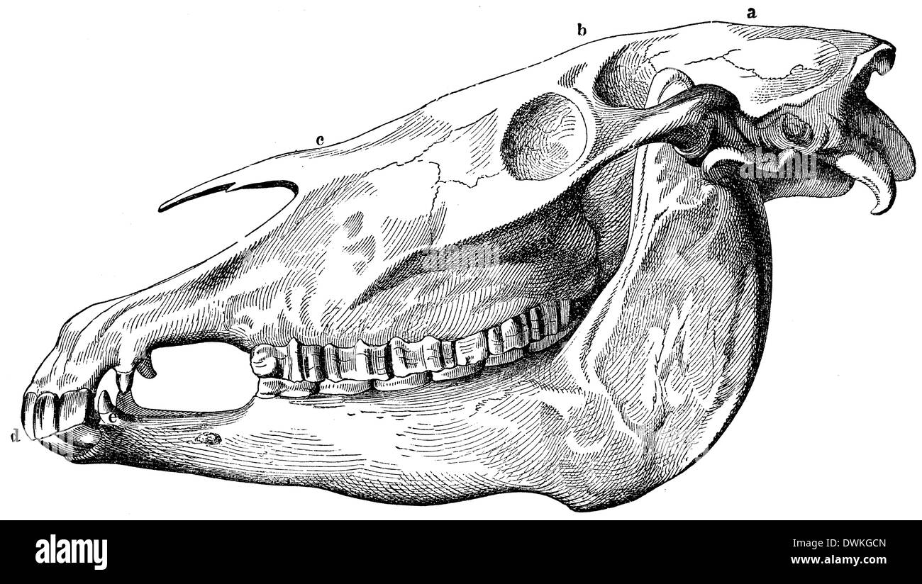 Skull of walrus (Odobenus rosmarus), Manitoba Museum, Winnipeg, Manitoba,  Canada Stock Photo - Alamy