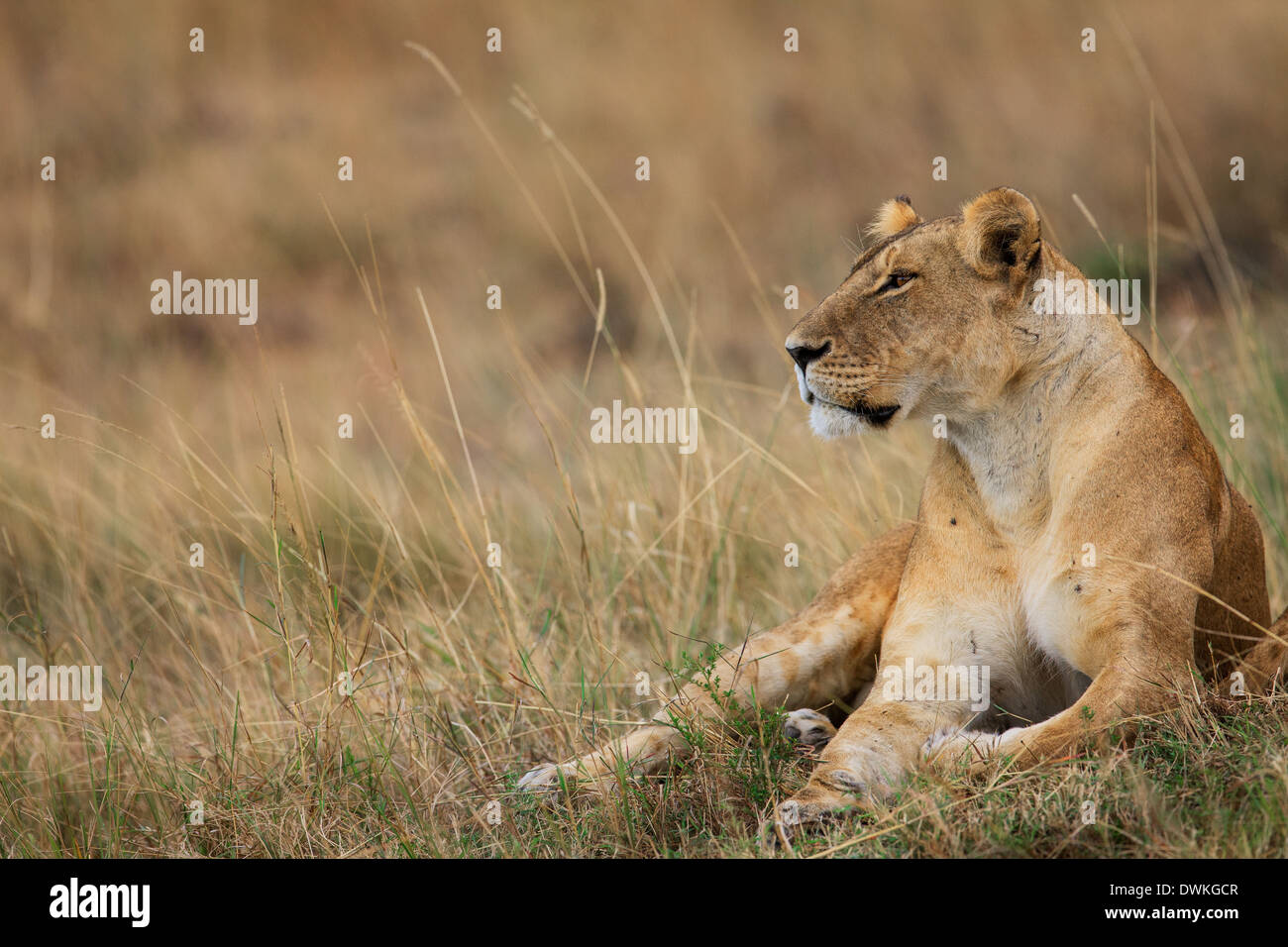 Resting lioness in grass Stock Photo