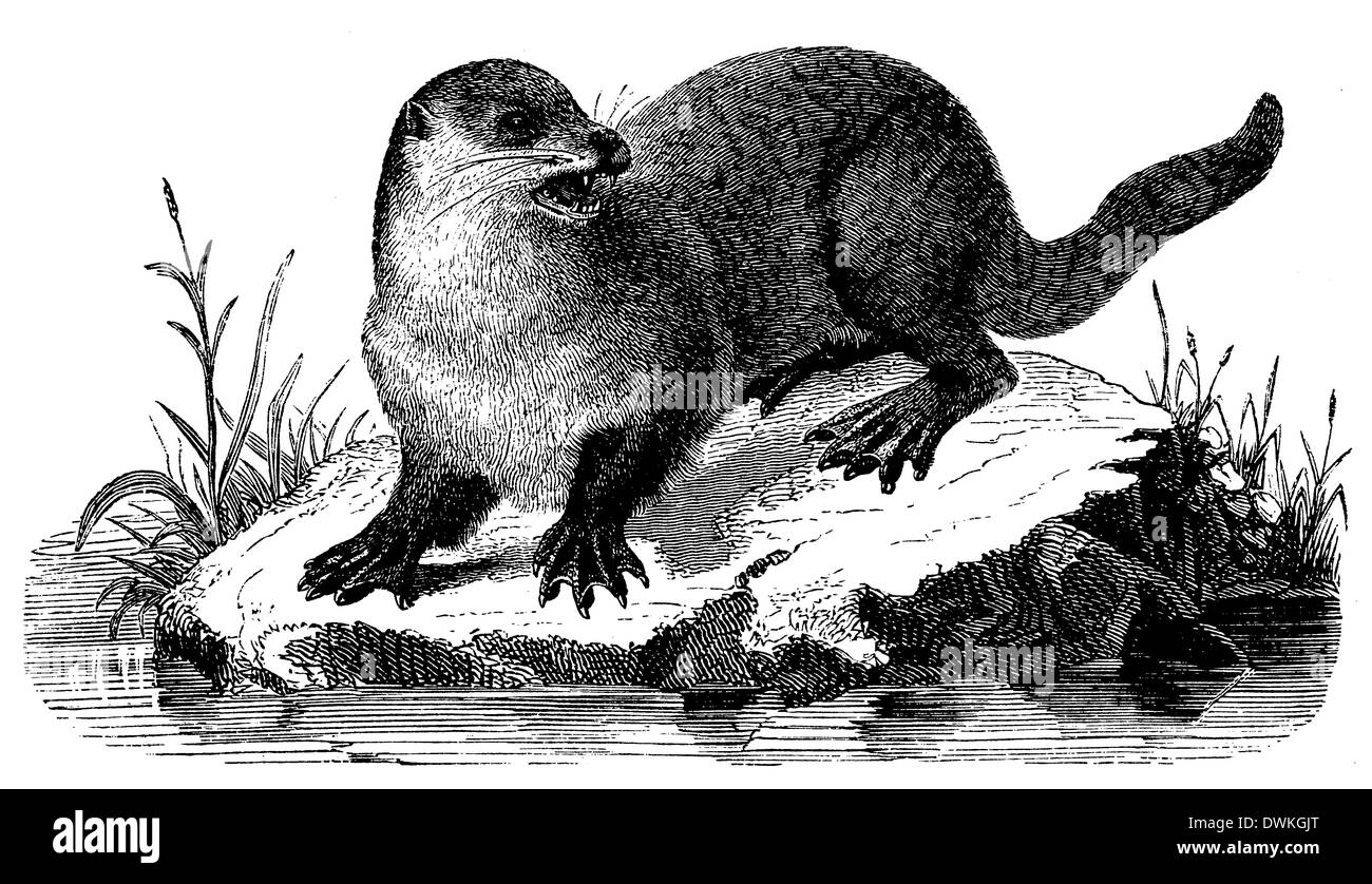 Otter drawing hi-res stock photography and images - Alamy