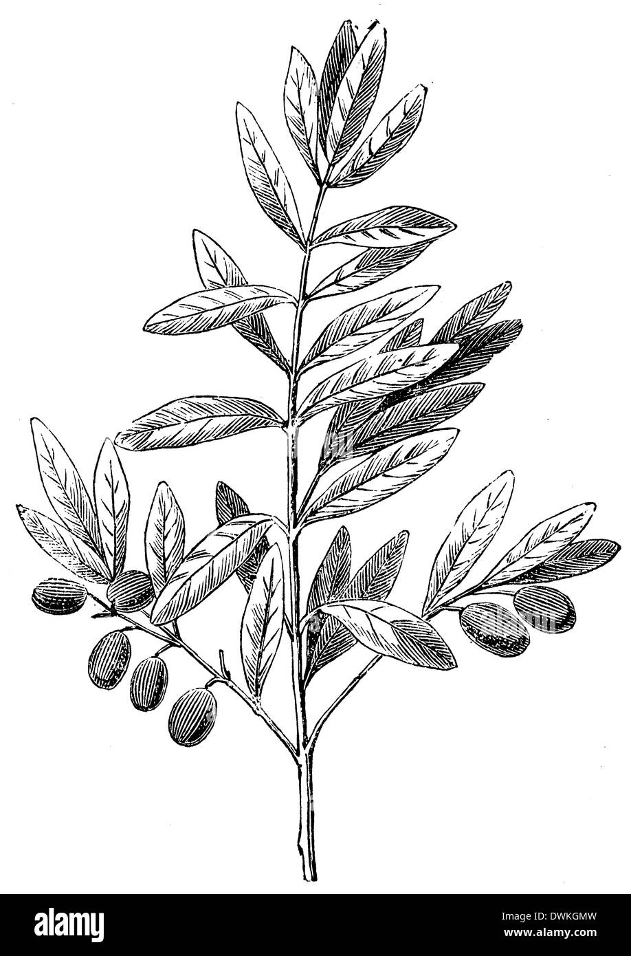 Olive tree illustration hires stock photography and images Alamy