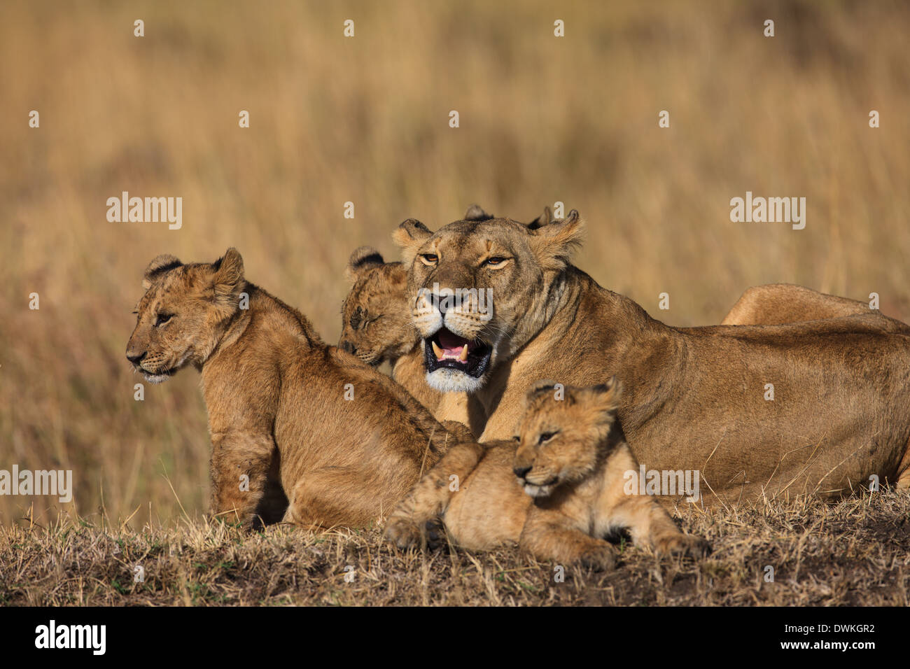 Lioness with cubs Stock Photo