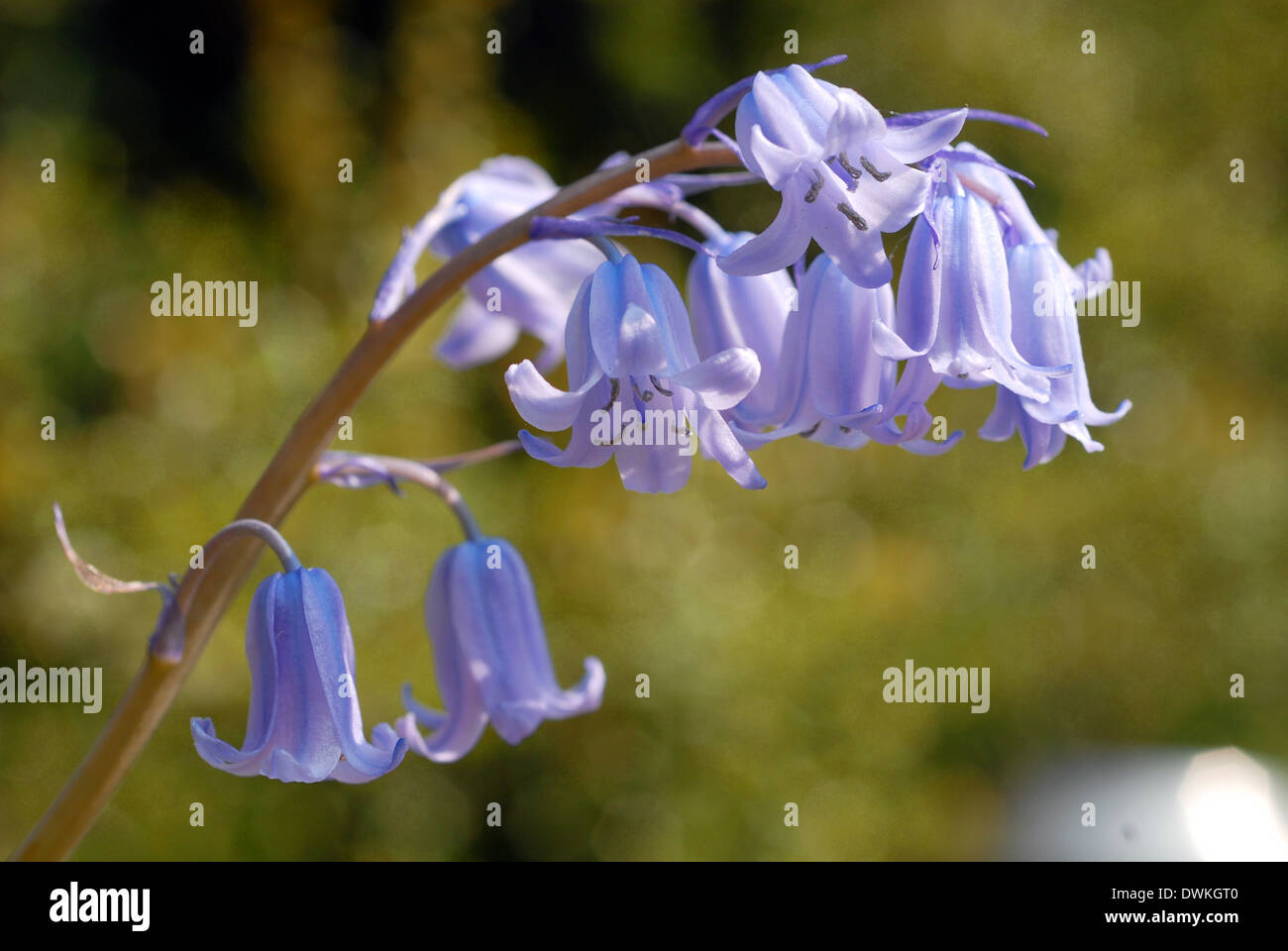 Bluebell flower Stock Photo