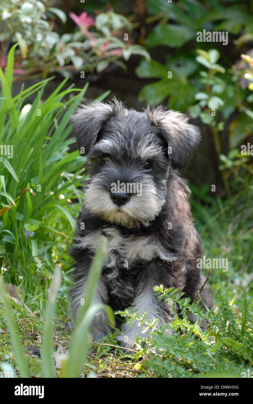 Miniature schnauzer puppy sat in a garden. Stock Photo