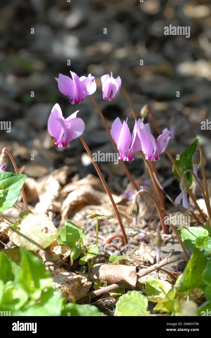 Cyclamen, flowers, growing, wild, gardening, vocation, hobbies, recreation, old age, retirement, Stock Photo