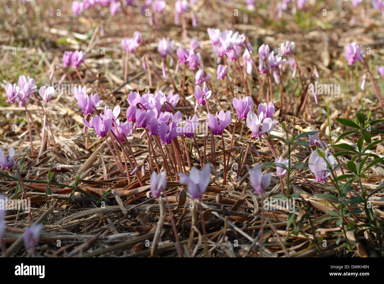 Cyclamen, flowers, growing, wild, gardening, vocation, hobbies, recreation, old age, retirement, Stock Photo