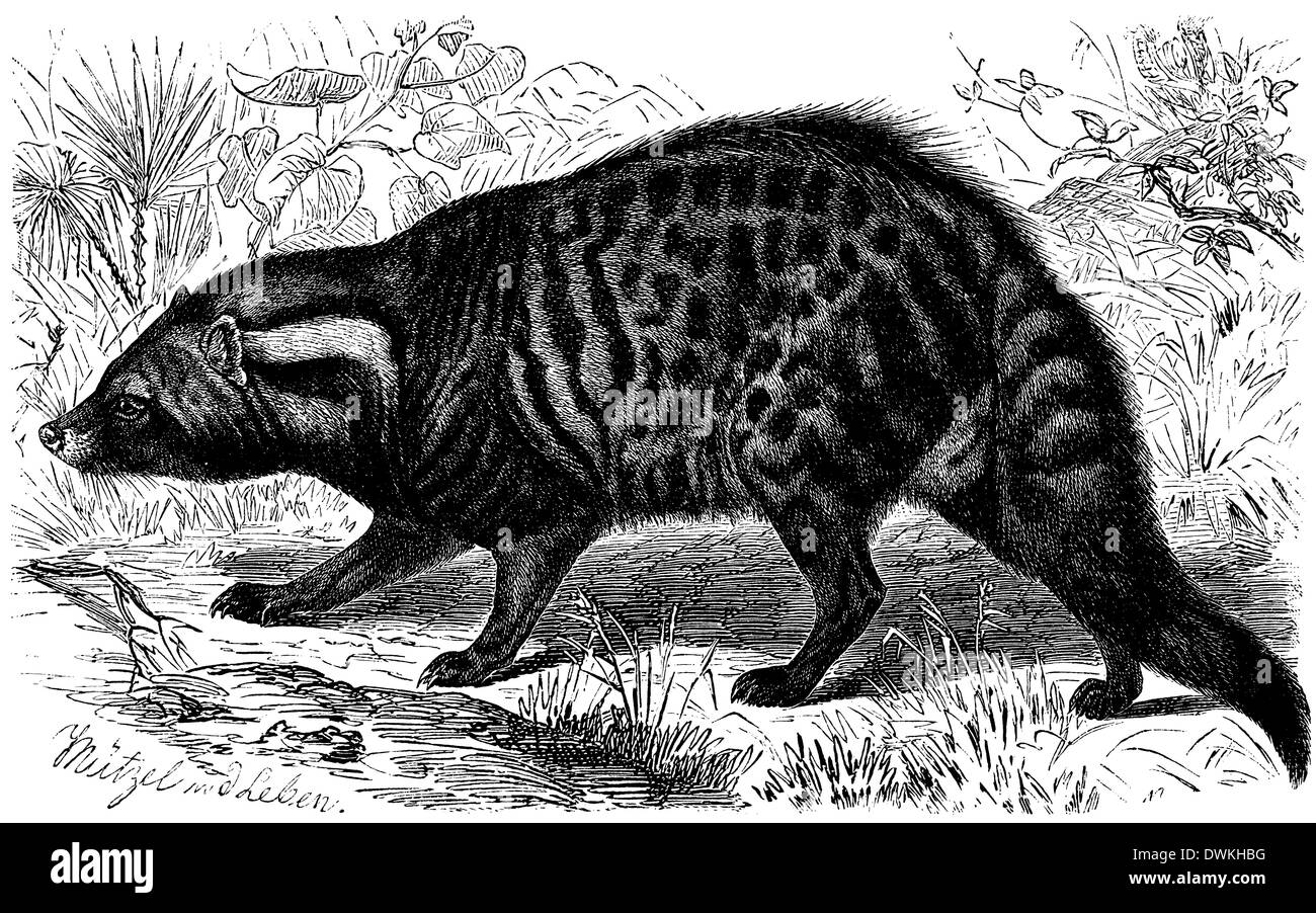 Civet Cat Stock Photo Alamy