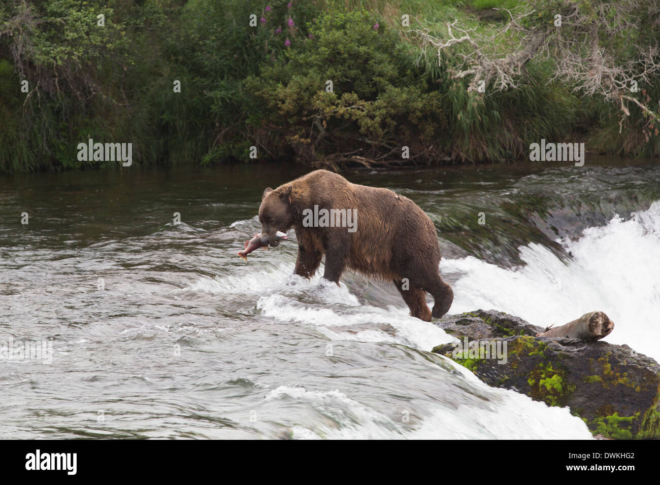 Grizzly bear (Ursus Arctos), Brooks Falls, Katmai National Park, Alaska