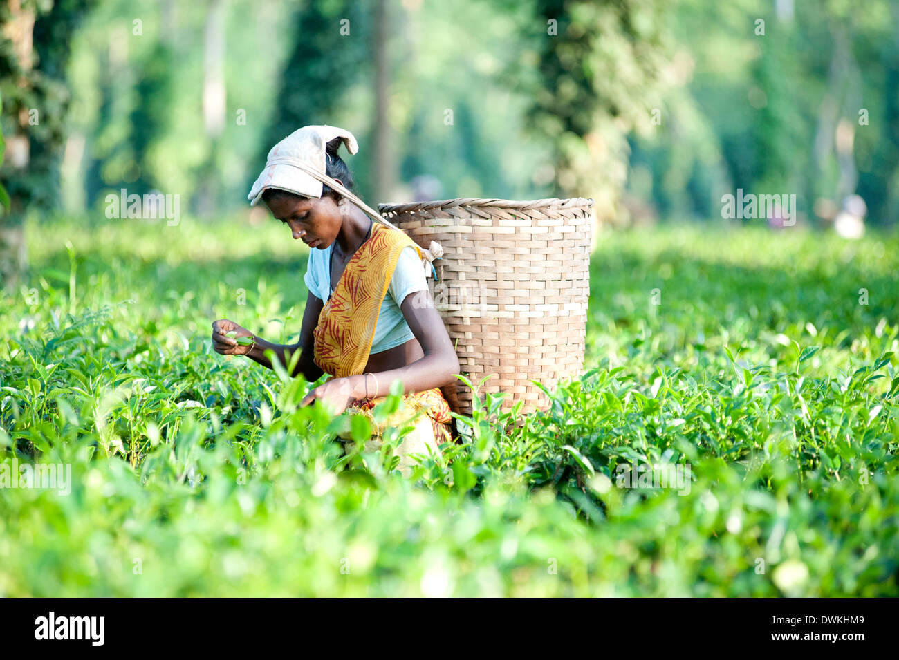 Female tea picker with basket on headband working in tea plantation, Jorhat district, Assam, India, Asia Stock Photo