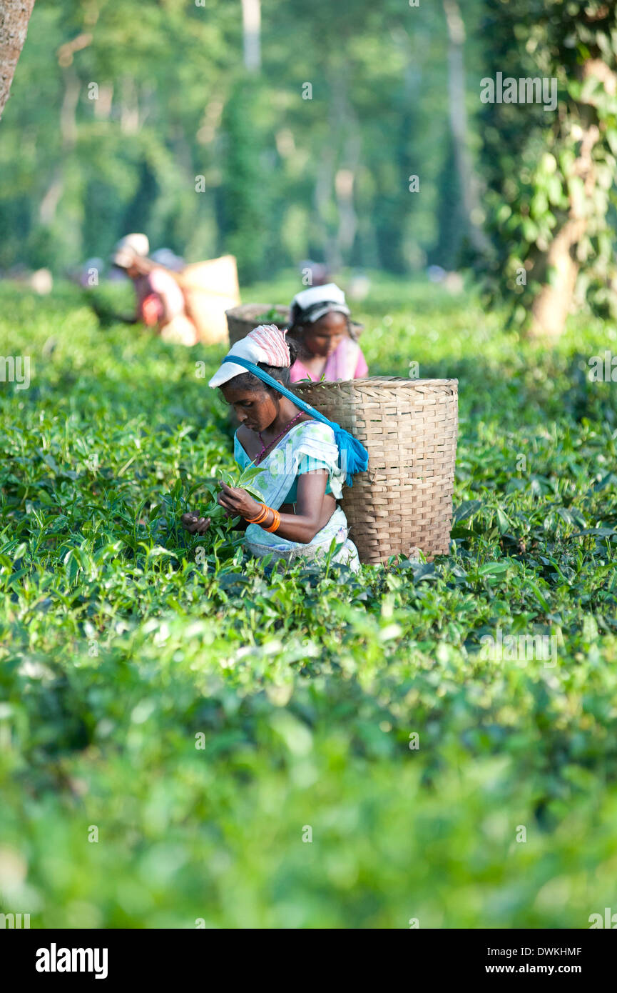 Female tea pickers with basket on headband working in tea plantation, Jorhat district, Assam, India, Asia Stock Photo