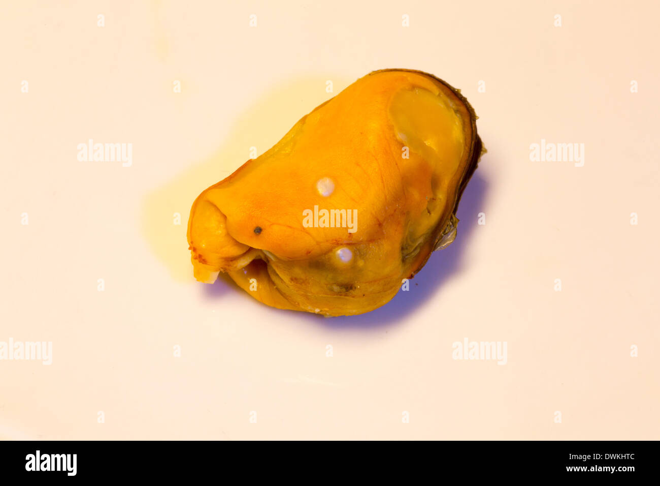 blue mussel with pearls, mytilus edulis Stock Photo Alamy