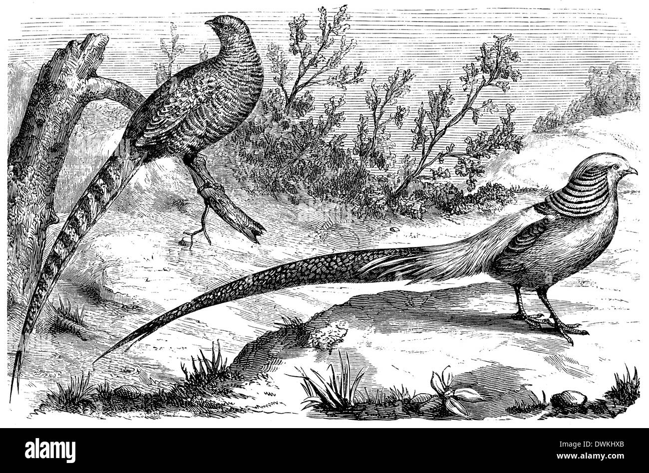 Pheasant Illustrations Stock Photos & Pheasant Illustrations Stock