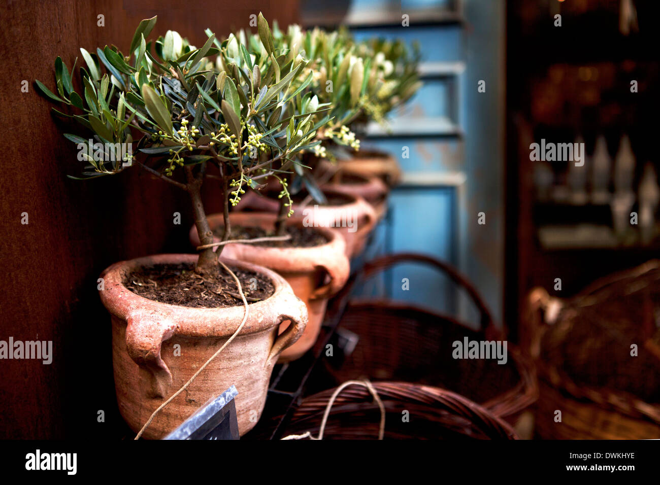 Olive trees in terracotta pots Stock Photo Alamy