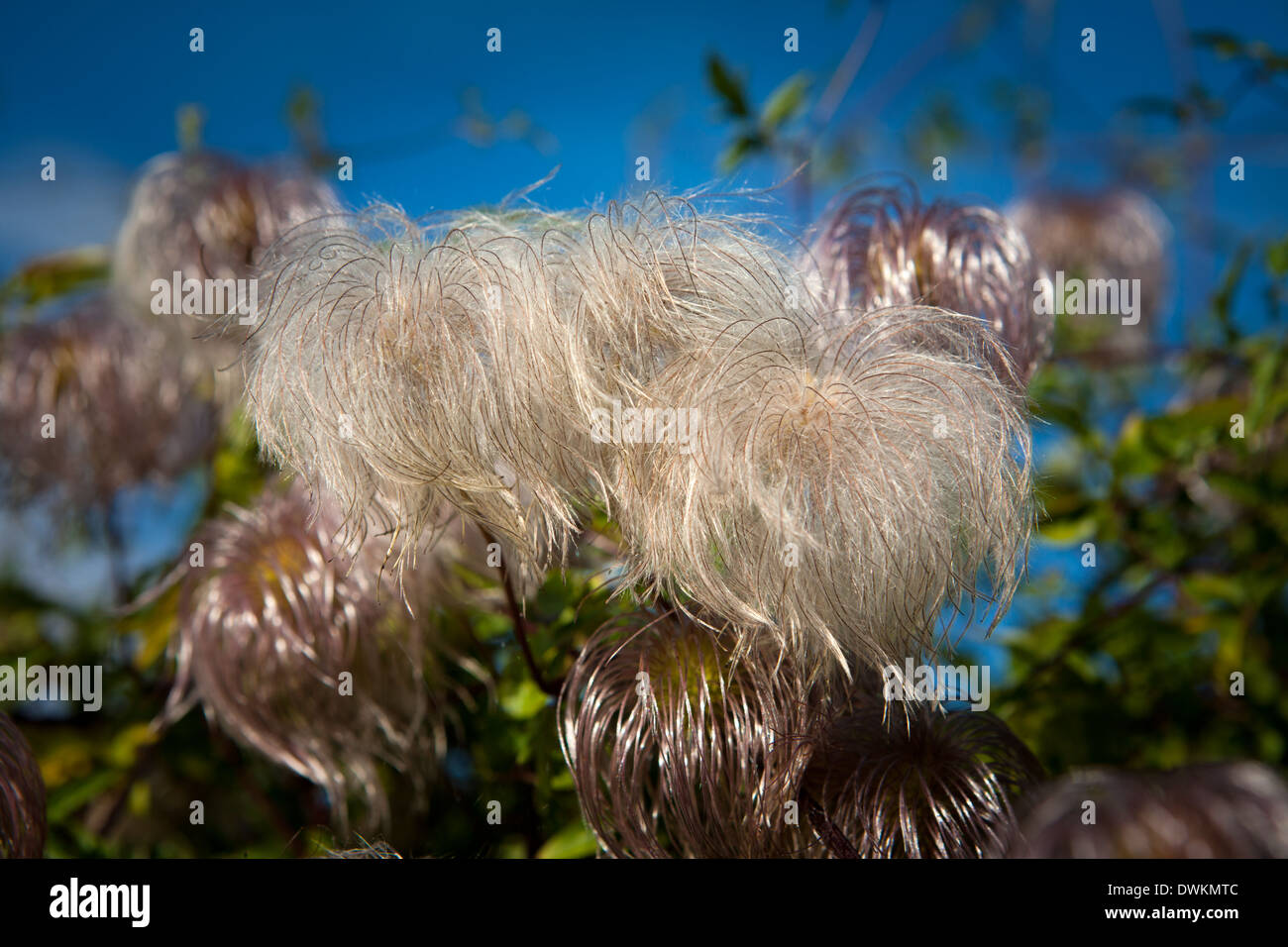 Clematis Tangutica Seed Heads Stock Photo