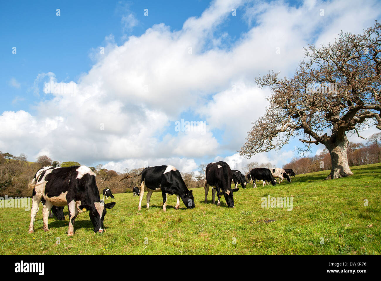 friesian cows grazing near Kendal in Cumbria, England, UK Stock Photo