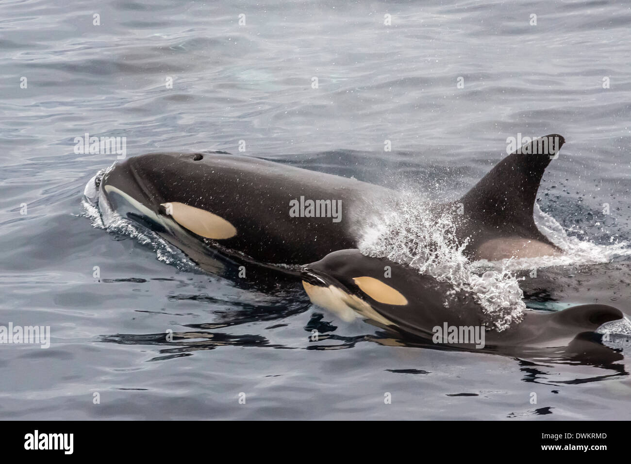 An adult killer whale (Orcinus orca) surfaces next to a calf off the Cumberland Peninsula, Baffin Island, Nunavut, Canada Stock Photo