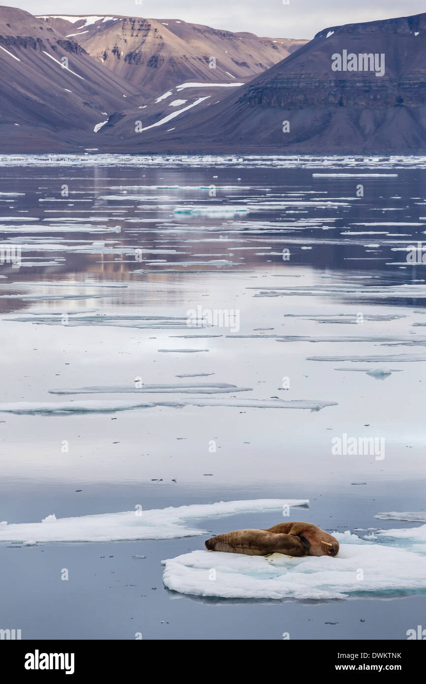 Adult walrus (Odobenus rosmarus) on ice floe in Maxwell Bay, Devon Island, Nunavut, Canada, North America Stock Photo